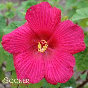 Hibiscus x 'Happa Red'