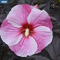 STARRY STARRY NIGHT HARDY HIBISCUS