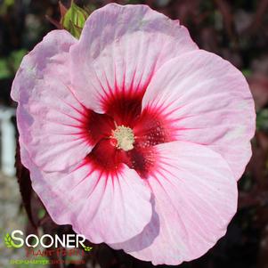 Hibiscus moscheutos 'Tahi56'