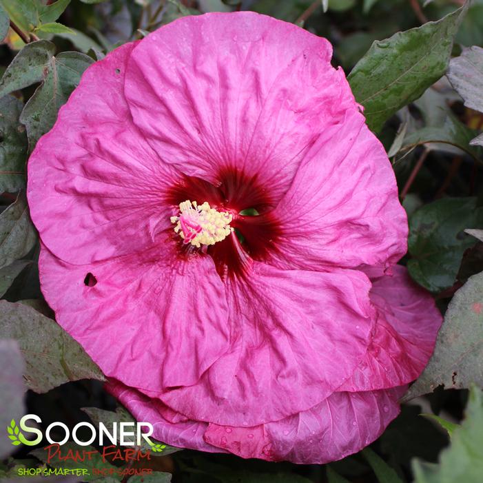 SUMMERIFIC® BERRY AWESOME HARDY HIBISCUS