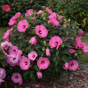 SUMMERIFIC® CANDY CRUSH HARDY HIBISCUS