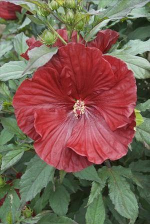 SUMMERIFIC® CRANBERRY CRUSH HARDY HIBISCUS