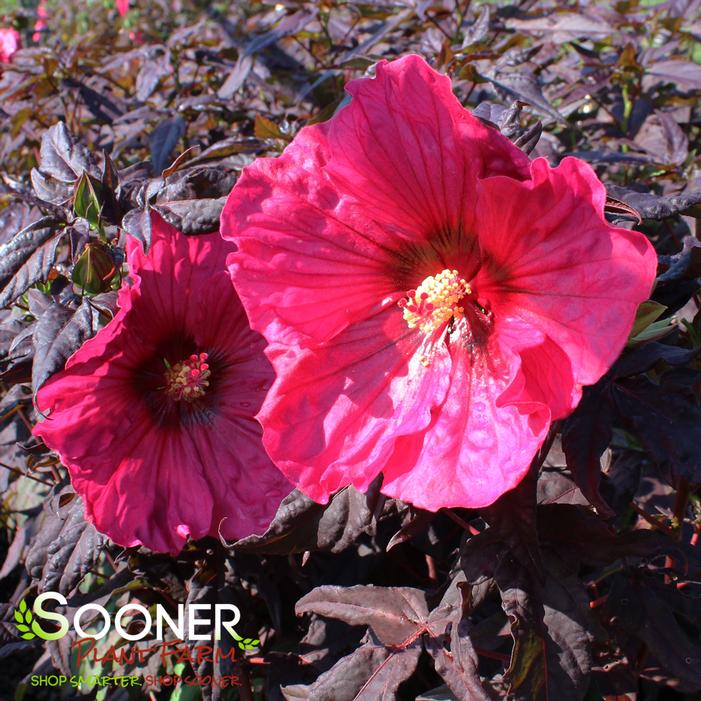 Image property of Sooner Plant Farm, Inc.