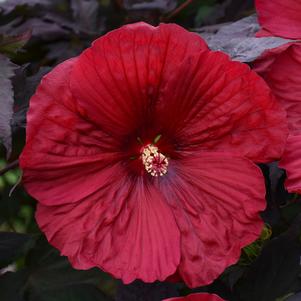 Hibiscus x 'Holy Grail'