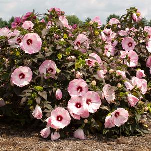 Hibiscus moscheutos 'RutHib1'