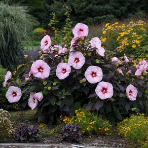 SUMMERIFIC® PERFECT STORM HARDY HIBISCUS