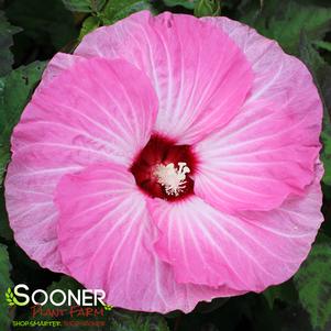 Hibiscus x 'Spinderella'