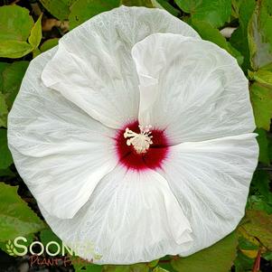 Hibiscus x moscheutos 'Old Yella'