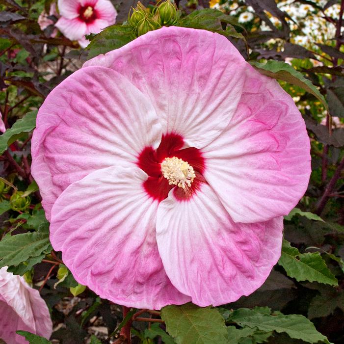 TIE DYE HARDY HIBISCUS