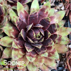 Sempervivum x 'Cranberry Cocktail'