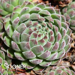 Sempervivum x 'Sugar Shimmer'