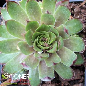 Sempervivum x 'Butterscotch Baby'