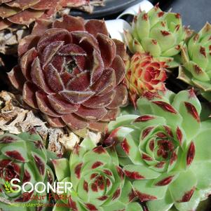 Sempervivum x 'Trio Cherry Cordial'