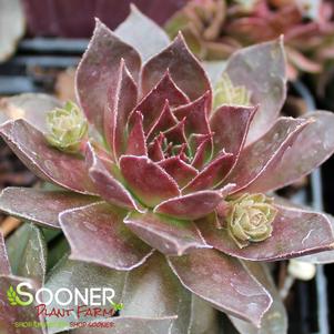 Sempervivum x 'Chocolate Kiss'