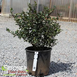 Ilex x meserveae 'Blue Twins'