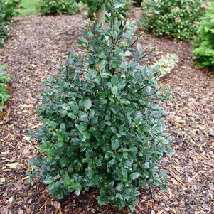 Ilex x meserveae 'HACH1'