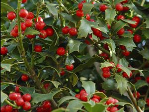 CHRISTMAS JEWEL® HOLLY