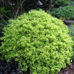 EUREKA GOLD™ DWARF YAUPON HOLLY