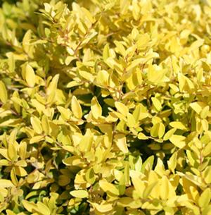 EUREKA GOLD™ DWARF YAUPON HOLLY