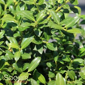 Ilex crenata 'Soft Touch'