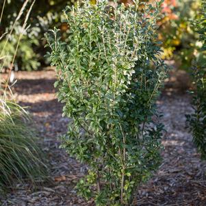 Ligustrum vulgare 'Swift'