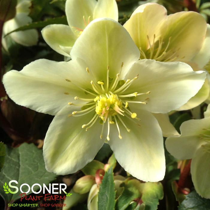 HONEYHILL JOY LENTEN ROSE