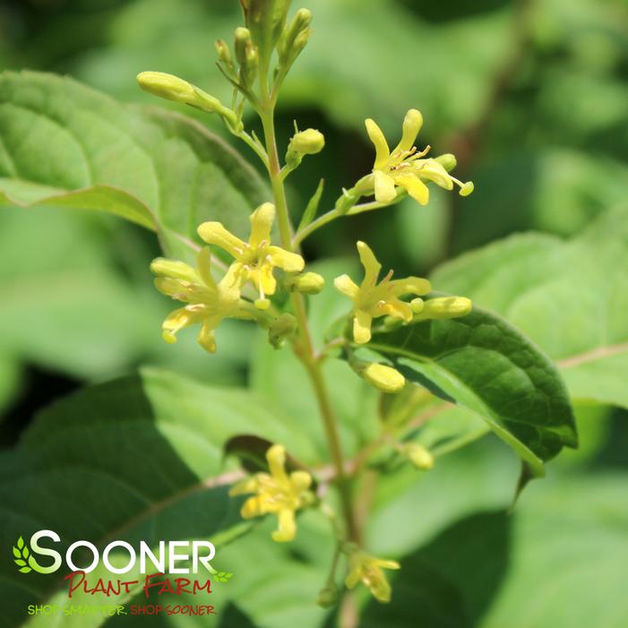 KODIAK® ORANGE BUSH HONEYSUCKLE