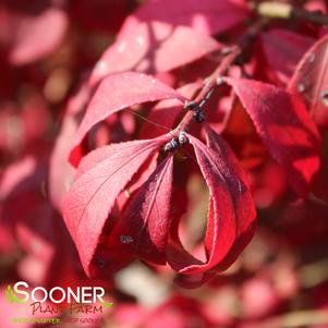 Euonymus alatus 'Select'