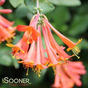 DROPMORE SCARLET HONEYSUCKLE