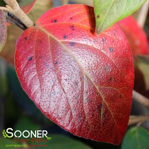 Viburnum x burkwoodii 'Mohawk'