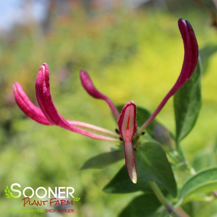 PEACHES AND CREAM HONEYSUCKLE