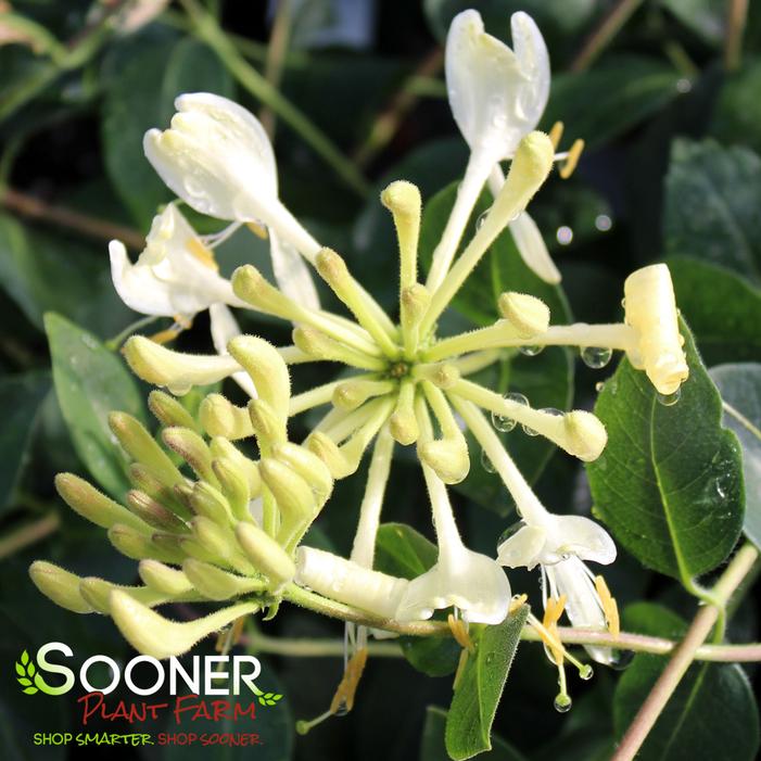 SCENTSATION HONEYSUCKLE