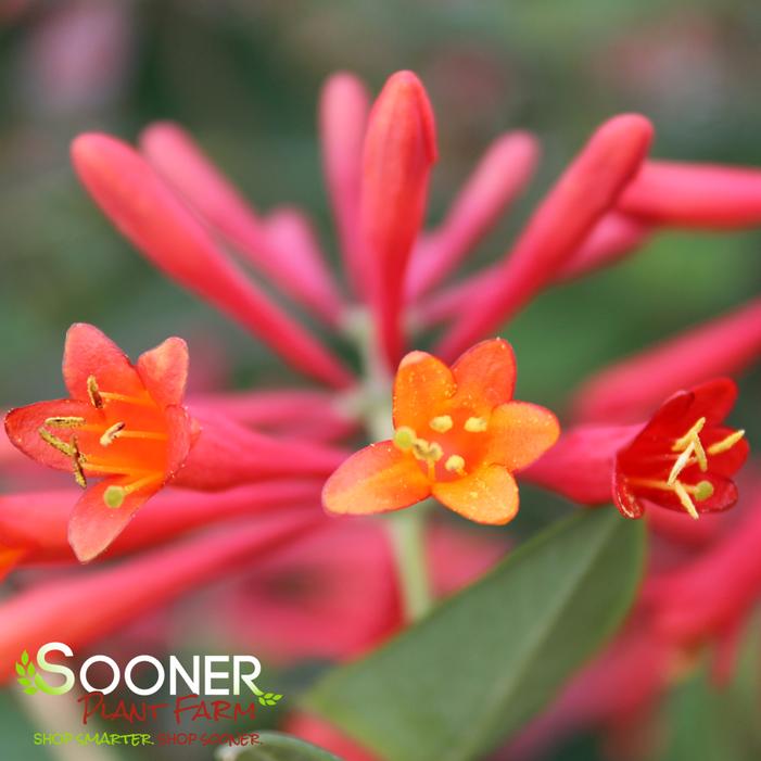 CORAL HONEYSUCKLE