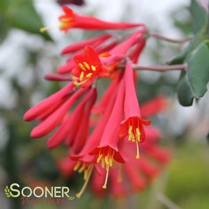 Lonicera sempervirens 'Major Wheeler'