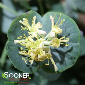 Lonicera reticulata 'P015S'