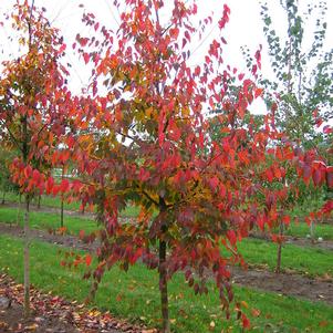 Carpinus caroliniana 'JFS-KW6'