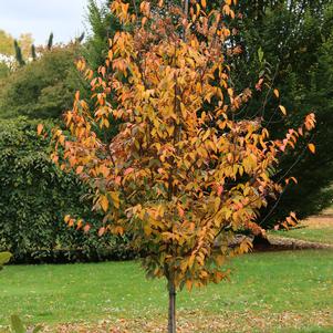 Carpinus caroliniana 'Uxbridge'