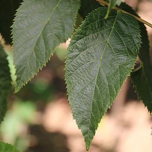 Ostrya virginiana 'JFS-KW5'