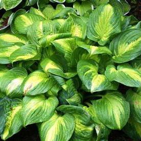 CATHEDRAL WINDOWS HOSTA