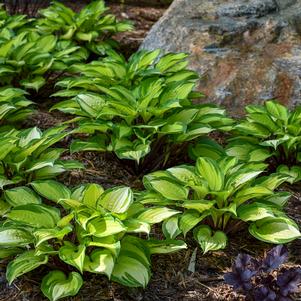 Hosta x 'Island Breeze'