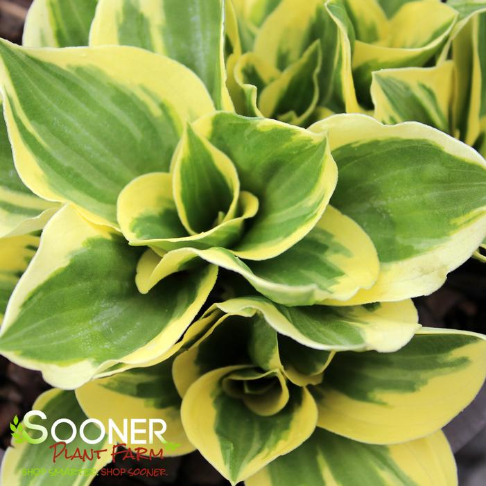 DIAMONDS ARE FOREVER HOSTA