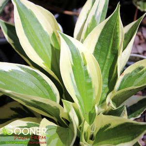 Hosta fortunei 'Patriot'