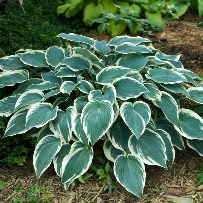 EL NIÑO HOSTA