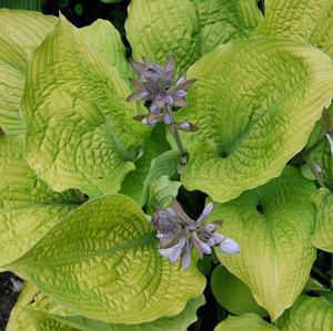 SHADOWLAND® COAST TO COAST HOSTA