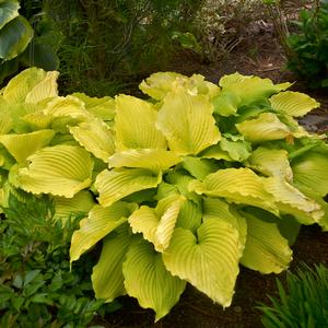 SHADOWLAND® COAST TO COAST HOSTA