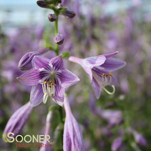 Hosta x 'Golden Tiara'