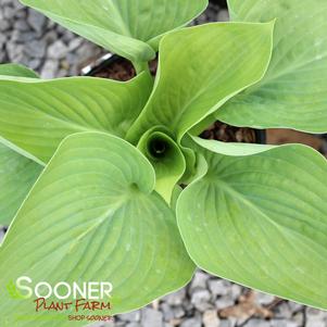 Hosta x 'Humpback Whale'