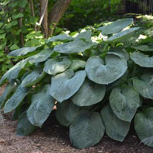 Hosta sieboldiana 'Elegans'