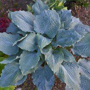 SHADOWLAND® DIAMOND LAKE HOSTA