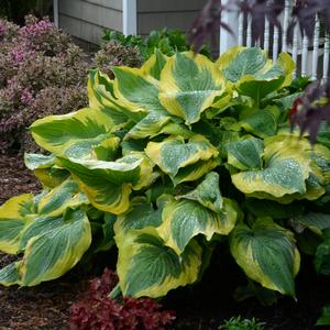 SHADOWLAND® SEDUCER HOSTA